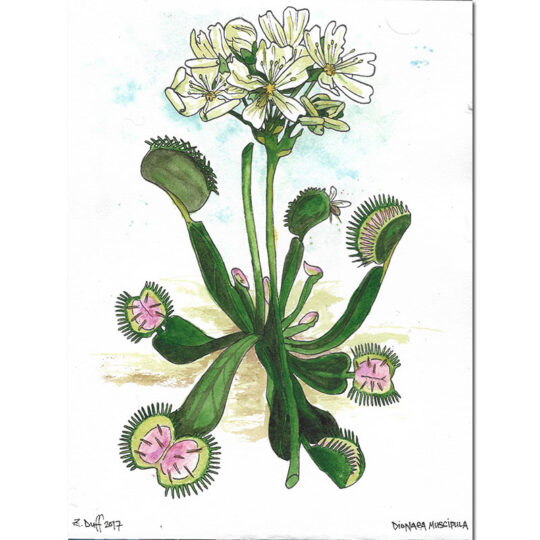Venus Flytrap Print