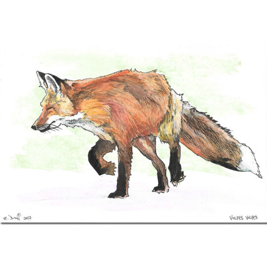 Red Fox Print