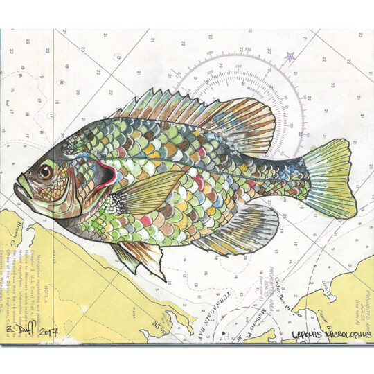 Redear Sunfish Print over NOAA Chart