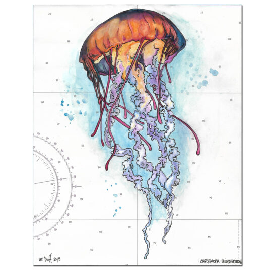 Atlantic Sea Nettle Print over NOAA Chart