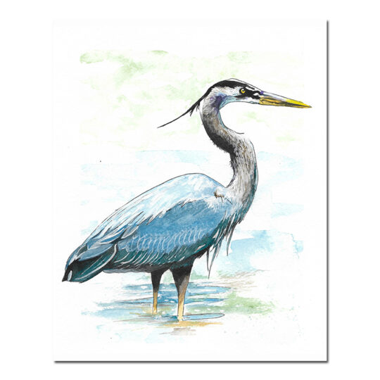 Great Blue Heron Print