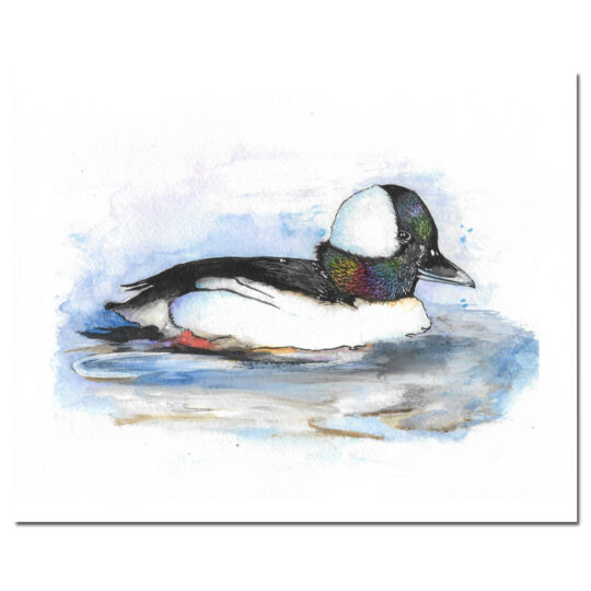 Bufflehead Mallard Print