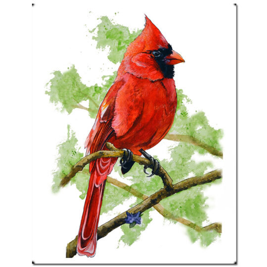Cardinal Print
