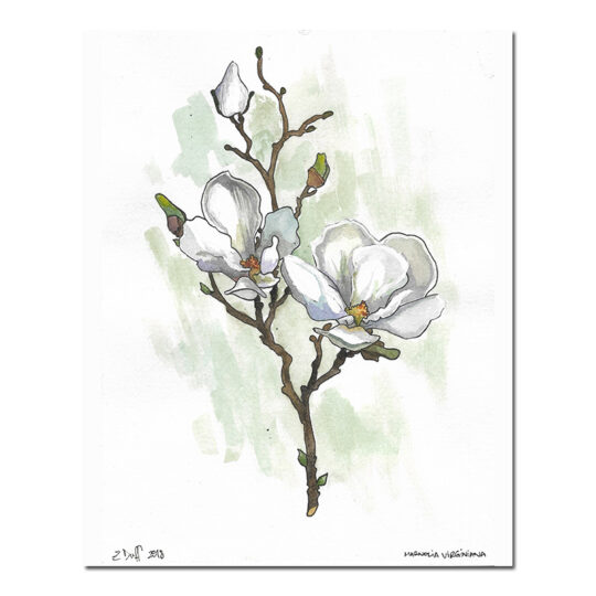 Magnolia Flower Print