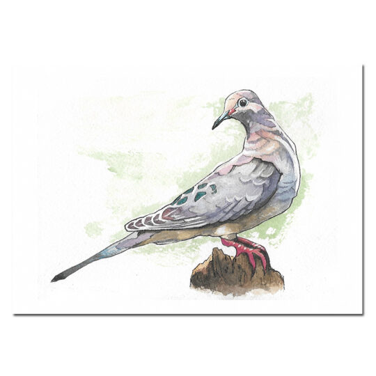Mourning Dove Print