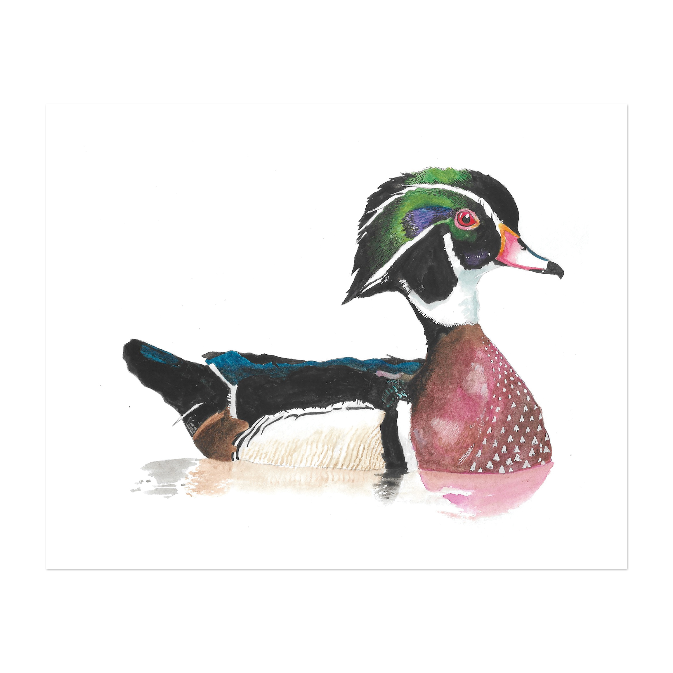 Wood Duck Print